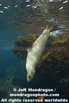 California Sea Lion pictures