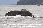 Humpback Whale  photos
