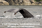 Humpback Whale pictures