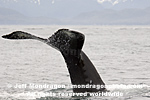 Humpback Whale  pictures