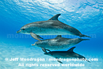 Spotted Dolphins pictures