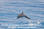 Spotted Dolphin images