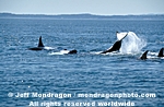 Killer Whale pictures