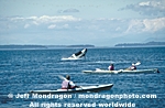 Killer Whale images