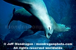 California Sea Lions photos