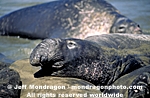 Northern Elephant Seal pictures