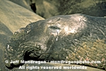 Northern Elephant Seal photos