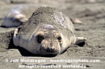 Northern Elephant Seal pictures