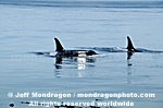 Killer Whales images