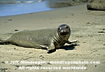 Northern Elephant Seal pictures