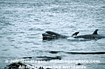 Killer Whale images