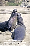 Northern Elephant Seals photos