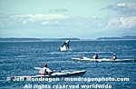 Killer Whale pictures