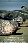 Northern Elephant Seal photos