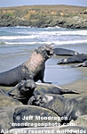Northern Elephant Seals images