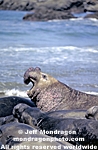 Northern Elephant Seals images
