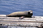 Steller Sea Lion photos