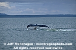 Humpback Whale photos
