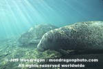 West Indian Manatee pictures