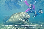 West Indian Manatee images