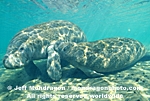 West Indian Manatee images