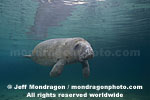 West Indian Manatee pictures