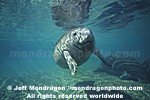 West Indian Manatee pictures