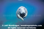 West Indian Manatee images