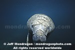 West Indian Manatee pictures
