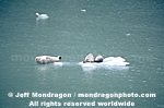 Harbor Seals on Iceberg photos