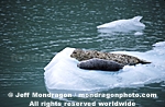 Harbor Seals on Iceberg images