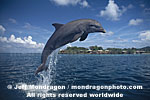 Bottlenose Dolphin photos