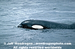 Killer Whale pictures