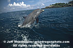 Bottlenose Dolphin images