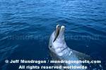 Bottlenose Dolphin photos
