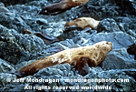 Steller Sea Lion images