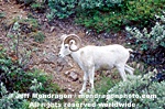 Dall Sheep images