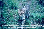 Ocelot photos