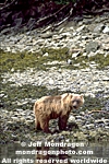 Brown/Grizzly Bear pictures