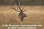 Bull Elk pictures