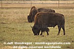 Wood Bison photos