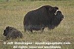 Musk Ox pictures
