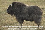 Musk Ox photos