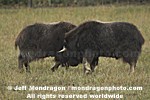 Musk Ox pictures
