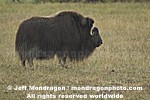 Musk Ox pictures