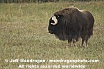 Musk Ox photos