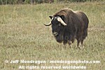 Musk Ox photos