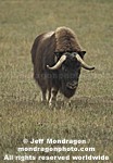Musk Ox photos
