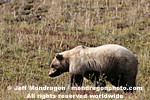 Grizzly Bear images