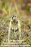 Arctic Ground Squirrel photos
